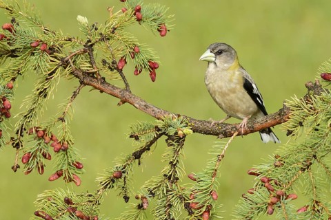 Evening Grosbeak (Hesperiphona vespertina) female, British Columbia, Canada