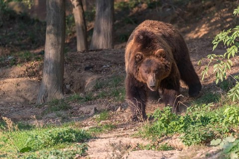One Kamchatka brown bear (Ursus arctos piscator), walking in a forest. Some green vegetation in the