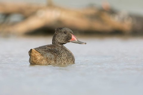 Freckled Duck (Stictonetta naevosa) male, Victoria, Australia