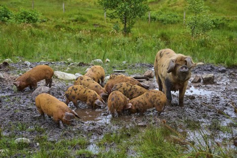 Pigs with a sow in the muddy terrain of a natural meadow, pig breed, Oxford Sandy and Black,