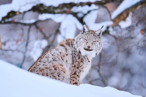Eurasian lynx (Lynx lynx) sitting in the snow, Wildpark Aurach, Kitzbühl, Tirol, Austria