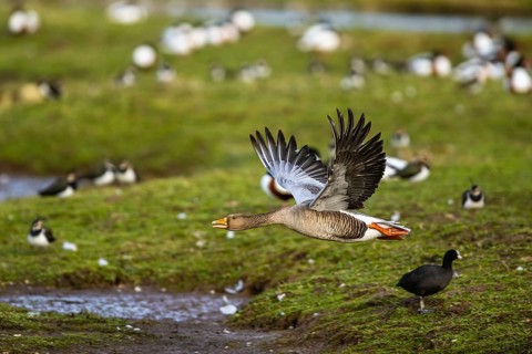 Greylag Goose, Anser anser, bird in flight over winter marshes