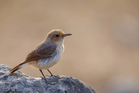 Arabian wheatear, Arabian wheatear, (Oenanthe lugentoide, Middle East, Oman, Jabal Samhan, Salalah,