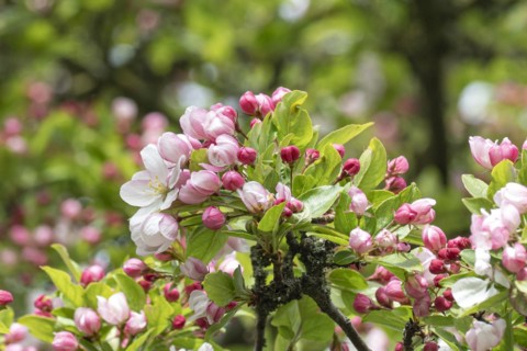Ornamental apple (Malus 'Winter Gold'), Anchers Havecenter, Ditfurt, Saxony-Anhalt, Germany
