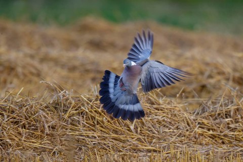 Common Wood Pigeon (Columba palumbus) landing, North Rhine-Westphalia, Germany