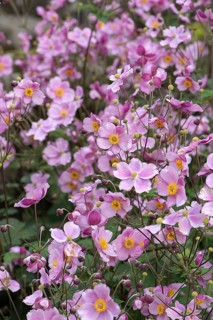 Chinese anemones (Anemone hupehensis), Bavaria, Germany