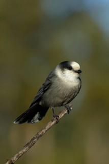 Grey Jay (Perisoreus canadensis), Alberta, Canada
