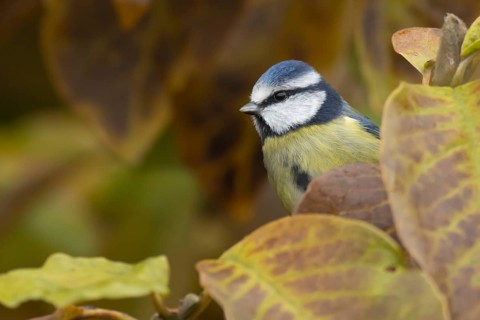 Blue tit (Cyanistes caeruleus) adult garden bird in a Magnolia tree with autumn colour leaves,