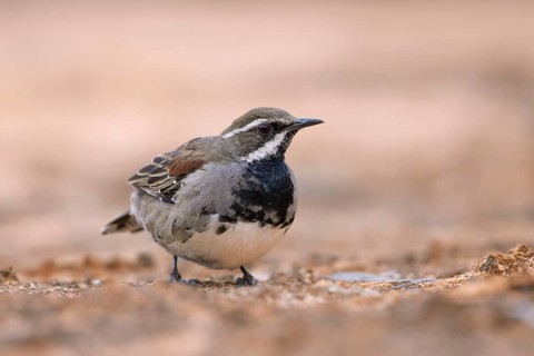 Chestnut Quail-thrush (Cinclosoma castanotum) young male perched on the ground, Victoria, Australia
