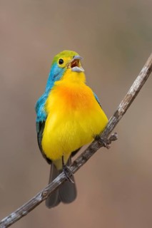 Orange-breasted Bunting (Passerina leclancherii) perched on a branch in Oaxaca, Mexico