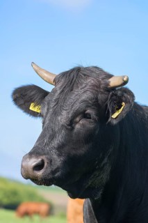 Portrait of a black cow, Franconia, Bavaria, Germany