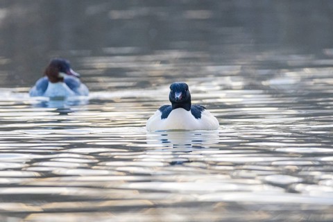 Goosander (Mergus merganser) ml Germany