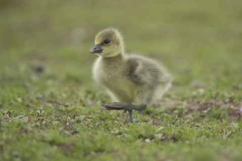 Greylag goose (Anser anser) juvenile baby gosling bird walking on grassland, England, United