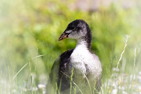 Eurasian Coot chicks (Fulica atra) standing in meadow surrounded by daisies and blades of grass,