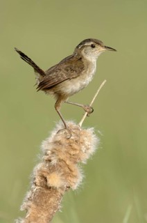 Marsh Wren (Cistothorus palustris), Texas, USA