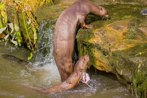Three giant otter or giant river otter (Pteronura brasiliensis) jump out of the river onto a mossy