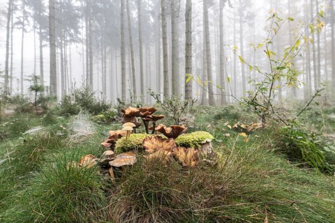 Armillaria polymyces (Armillaria ostoyae) in a foggy forest, Emsland, Lower Saxony, Germany