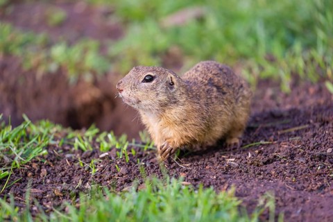 An adult European ground squirrel (Spermophilus citellus) or European souslik leaves his burrow