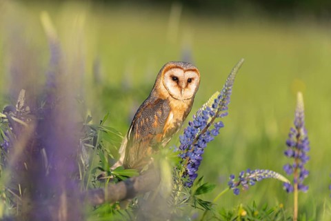 One barn owl (Tyto alba) sitting on a branch lying in a field of flowering lupines in late evening