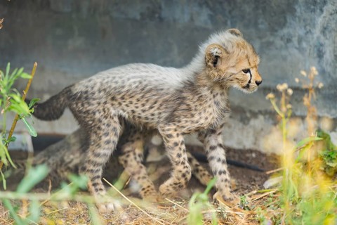 Cheetah (Acinonyx jubatus) youngster walking on the ground, captive, occurrence Africa