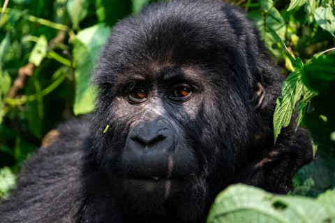 Mountain gorilla (Gorilla berengei berengei), Bwindi Impenetrable National Park, Uganda