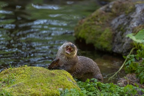 One Eurasian otter (Lutra lutra), sitting on a mossy rock and eating a fresh caught fish