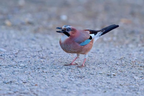 Eurasian Jay on stony ground, open beak, multi-coloured plumage, jay (Garrulus glandarius), spring,