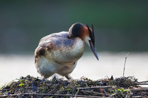Great Crested Grebe (Podiceps cristatus) at nest, North Rhine-Westphalia, Germany