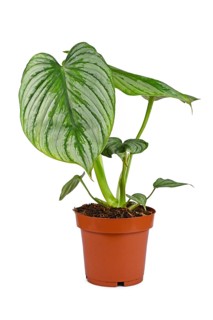 Potted 'Philodendron Mamei' houseplant with with silver pattern on white background