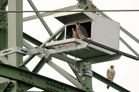 Peregrine Falcon (Falco peregrinus), North Rhine-Westphalia, Germany, Germany