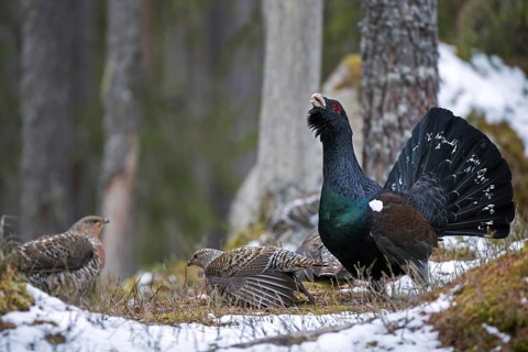 Western capercaillie (Tetrao urogallus) females and male displaying at lek in coniferous forest in