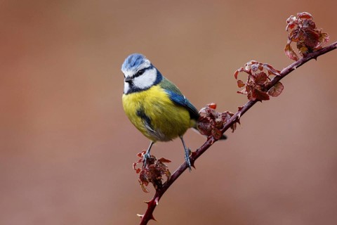 Eurasian Blue Tit (Cyanistes caeruleus), Asturias, Spain