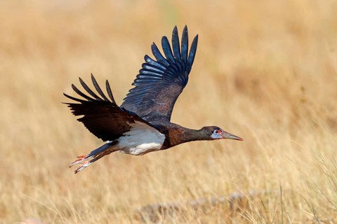 Abdim's stork, rain stork, Abdim, (Ciconia abdimii), African stork species, family of storks,