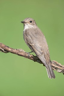 Spotted Flycatcher (Muscicapa striata) perched on a branch, Aosta Valley, Italy