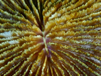 Close-up of a yellow mushroom coral (Fungia fungites) with detailed grooves and folds, dive site