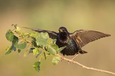 Common Starling (Sturnus vulgaris), Bulgaria