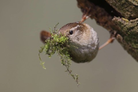 Eurasian Wren (Troglodytes troglodytes), North Rhine-Westphalia, Germany
