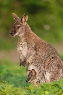 Red-necked wallaby or Bennett's wallaby (Macropus rufogriseus) with cub in her pouch, looking out.