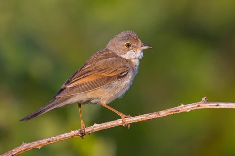 Common whitethroat (Sylvia communis), Fauvette grisette, Curruca Zarcera, Songbird, Shrub Wren,