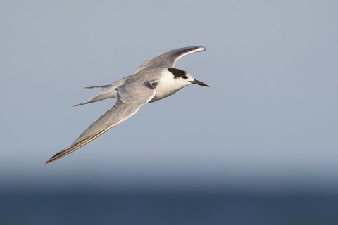 Common Tern-longipennis (Sterna hirundo longipennis) flying, Victoria, Australia