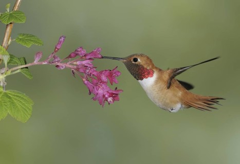 Rufous Hummingbird (Selasphorus rufus) male, British Columbia, Canada