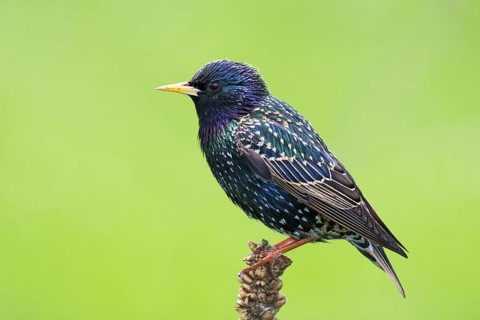 Common Starling (Sturnus vulgaris), Brandenburg, Germany