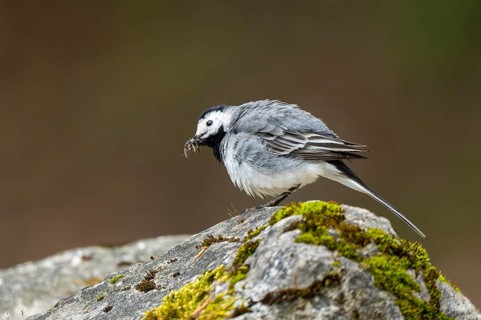 White wagtail (Motacilla alba) sitting on a rock, Bavaria, Germany