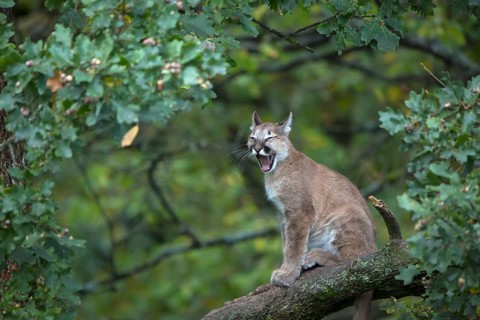 One young cougar, Puma concolor, sitting on a big branch high up in an oak tree. Yawning