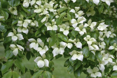Cornus kousa (Cornus kousa var. chinensis), Trengwainton, Madron, England, Great Britain