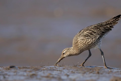 Eurasian curlew (Numenius arquata) adult wading bird feeding on a mudflat, Norfolk, England, United