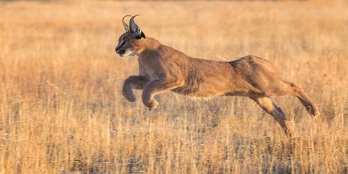 Caracal (Caracal caracal) adult hunting and jumping, Castile-La Mancha, Spain