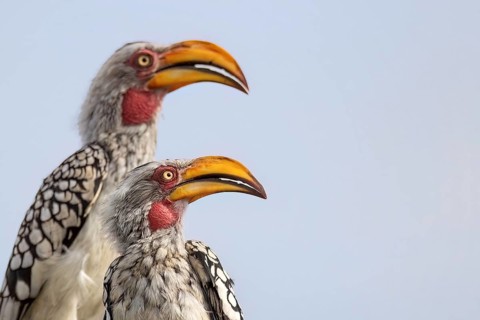 Southern Yellow-billed Hornbill (Tockus leucomelas), South Africa