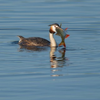Great Crested Grebe (Podiceps Scalloped ribbonfish) with a large fish in its beak swimming on a