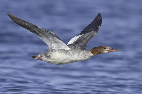 Common Merganser (Mergus merganser americanus) female flying, Manitoba, Canada